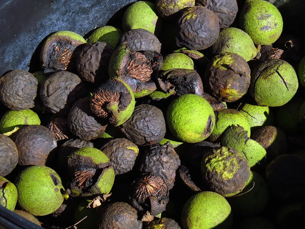 black walnut