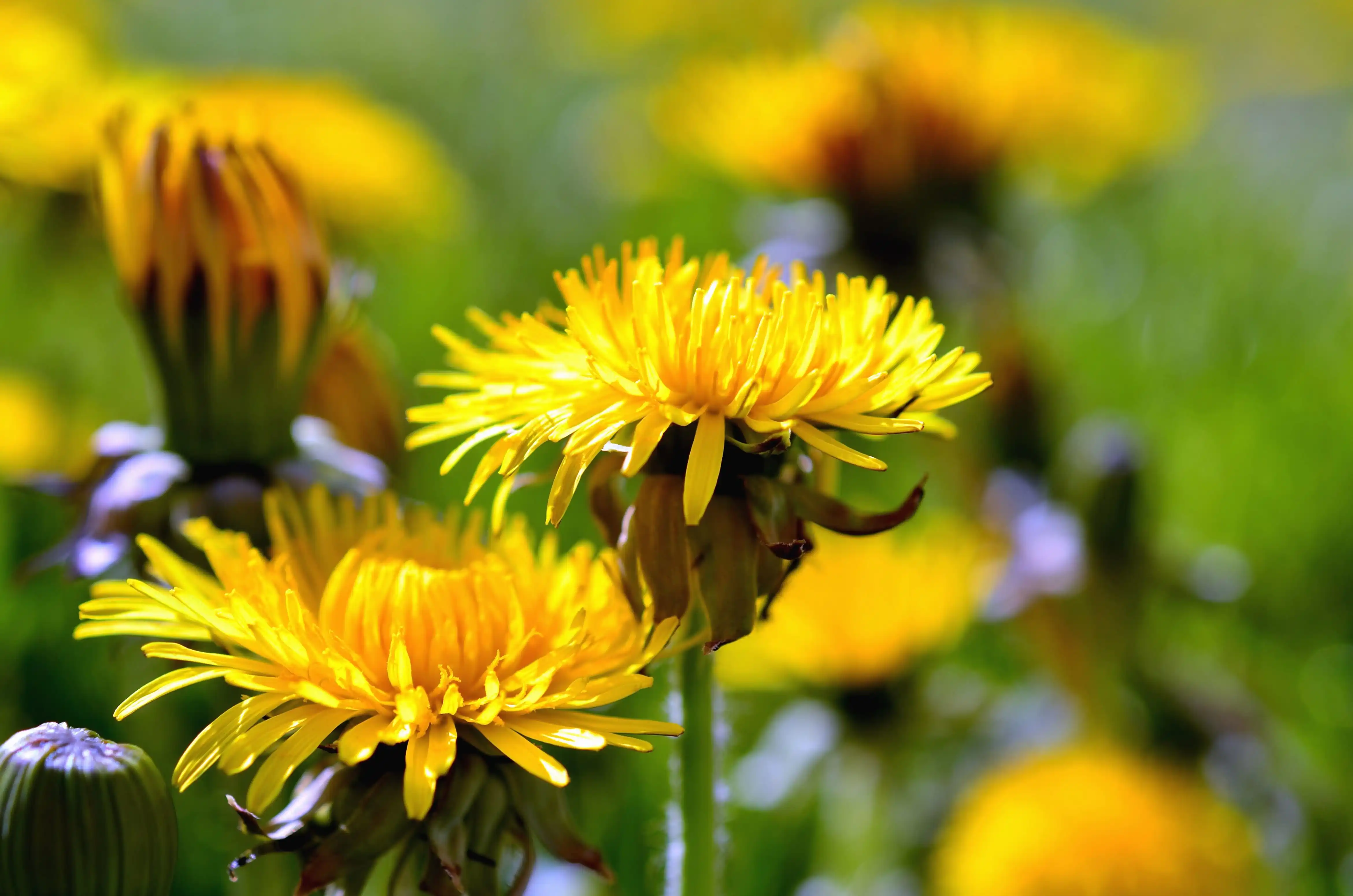 dandelion
