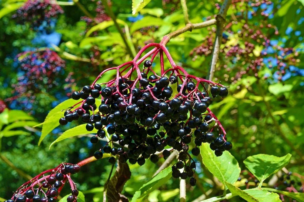 elderberry