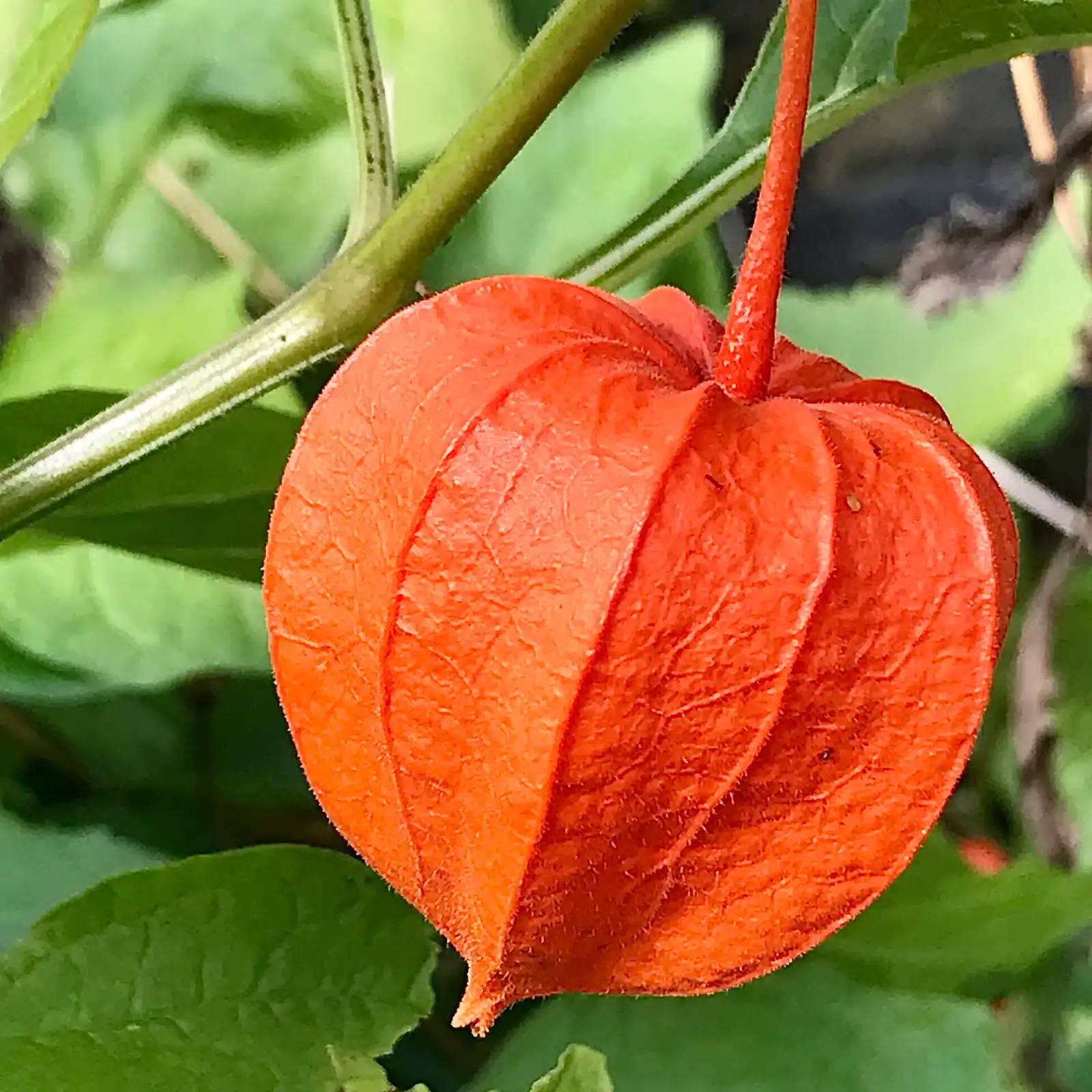 groundcherry