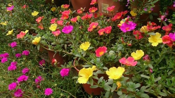 purslane