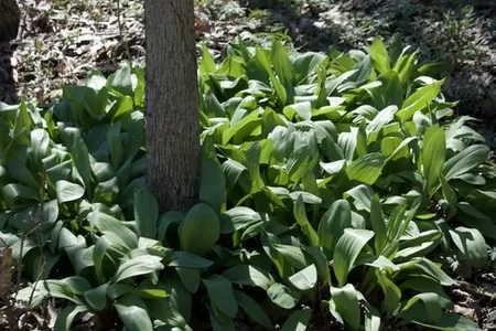 ramps