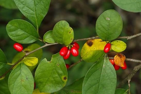 spicebush