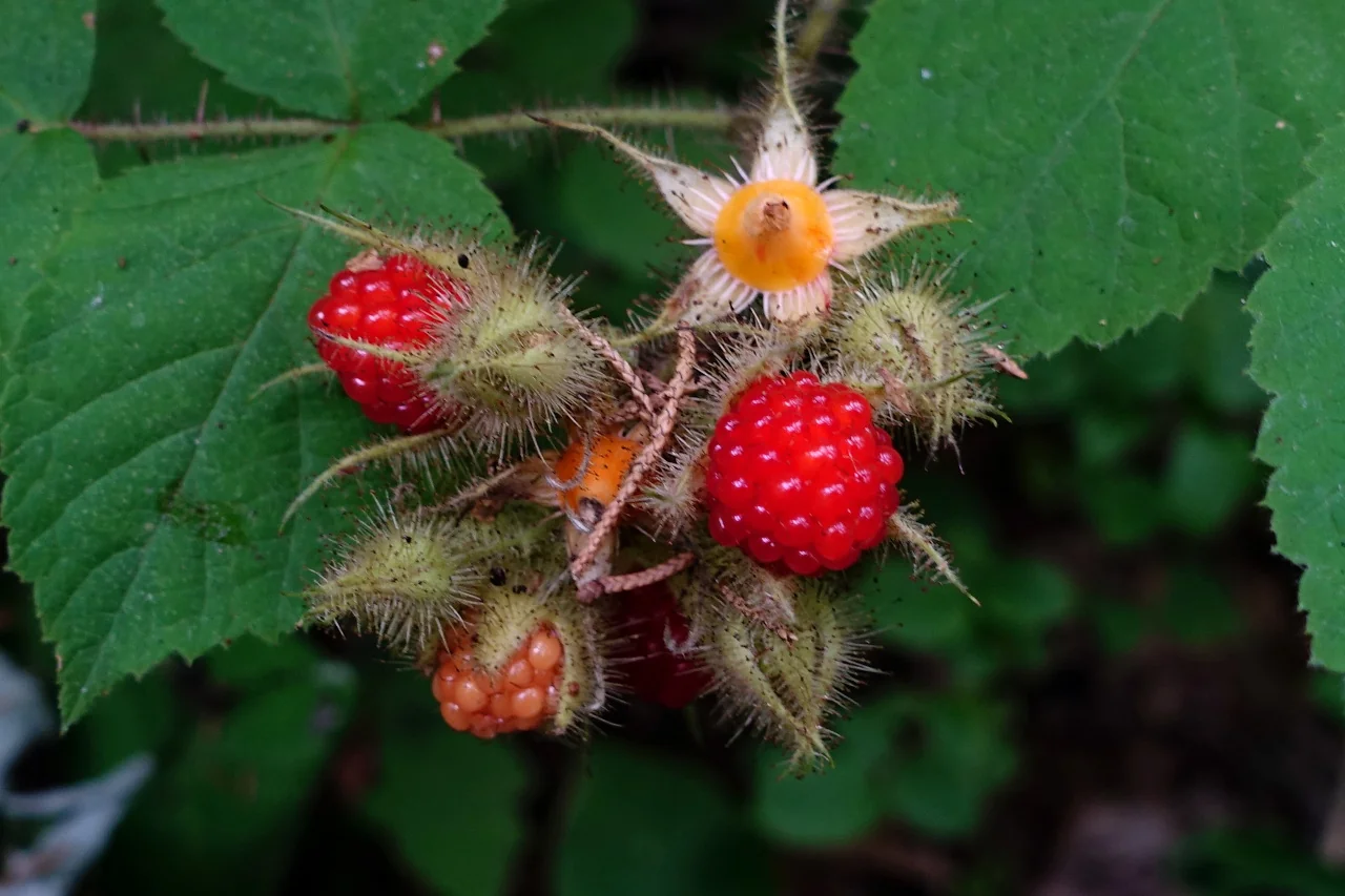 wineberry